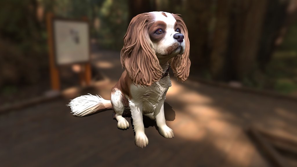 King Cavalier fyrir Stínu