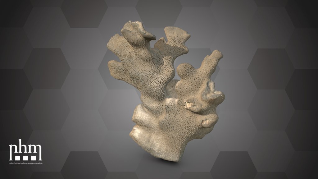 Blue coral (NHMW-ZOO-EV-0008021)
