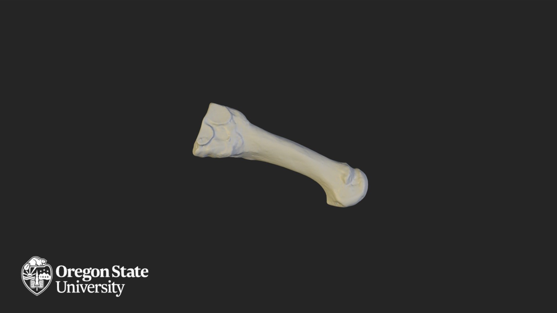 Metatarsal 3