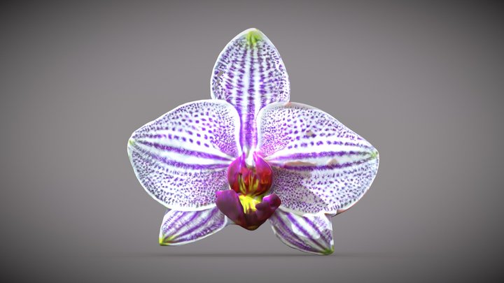 single orchid flower 3D Model