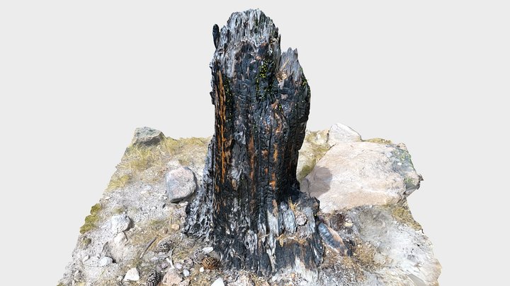 Burned tree trunk - Lassen Volcano Park 3D Model