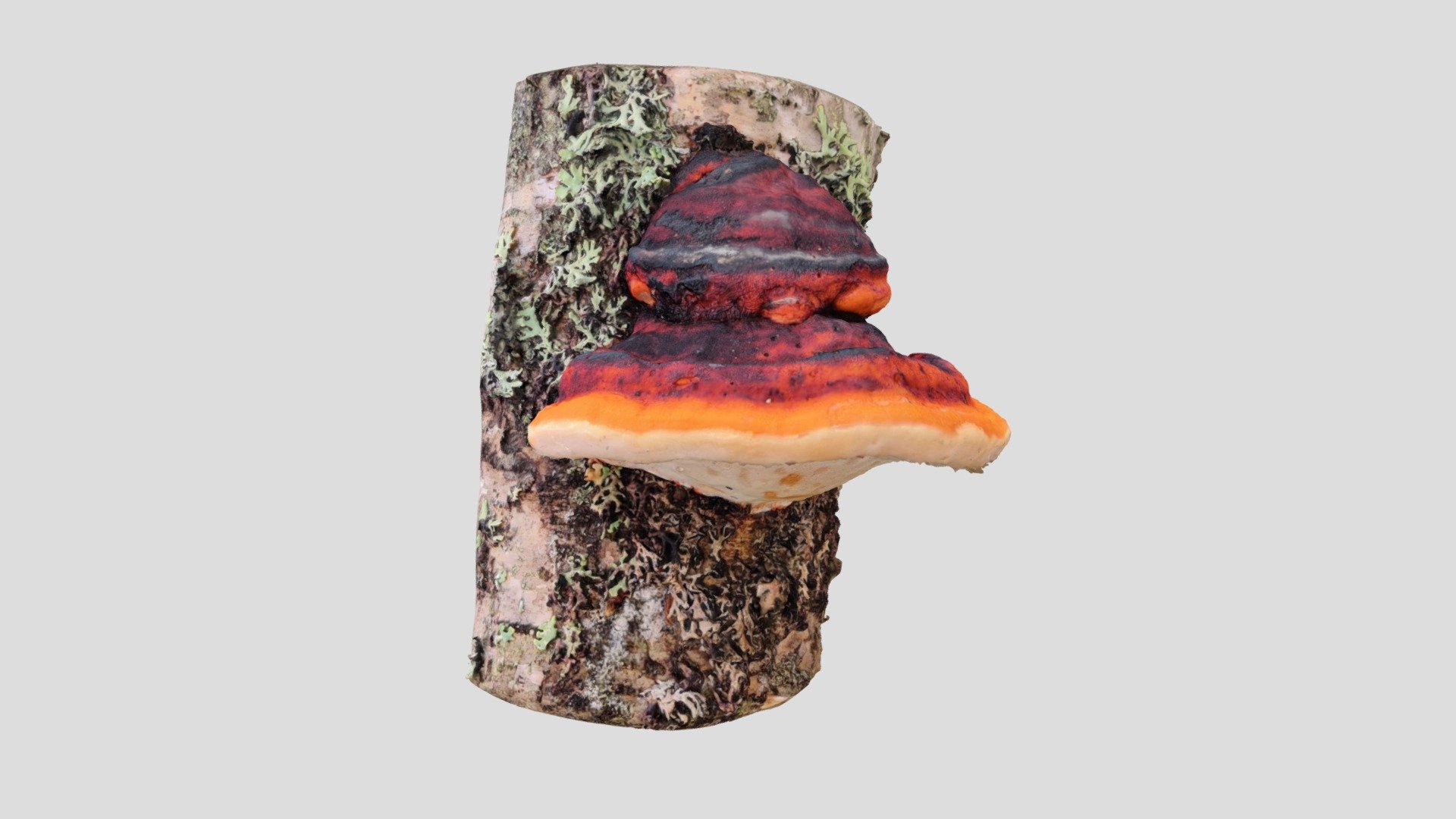 Kantokääpä (Fomitopsis pinicola)