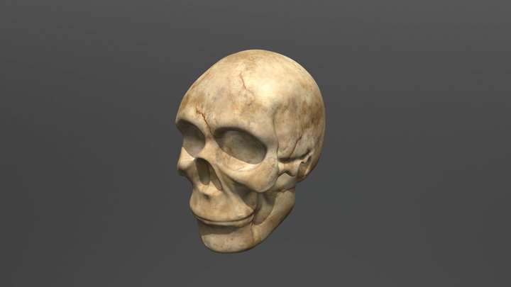 Skull 3D model 3D Model