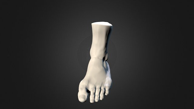 17 Foot 3D Model