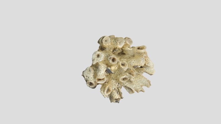 Muestra coleccion PALEONTOLOGICA – Modello 3D gratuito STL