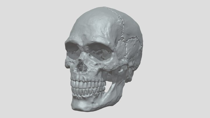 HUMAN SKULL 3D Model