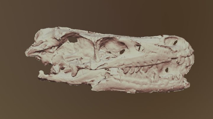 Tsaagan mangas (dromaeosaurid dinosaur) skull 3D Model