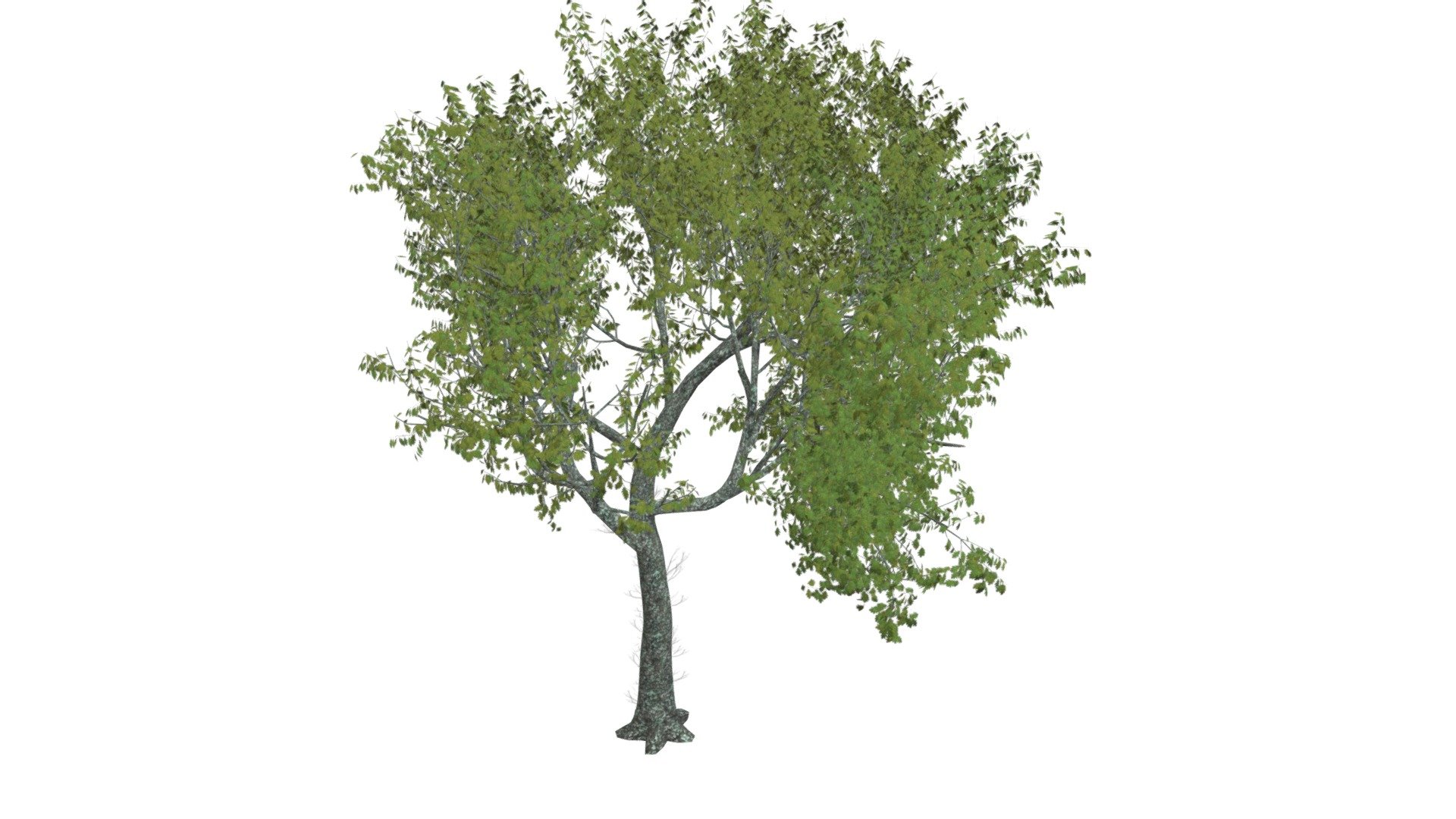 Red Oak Tree #10 - Buy Royalty Free 3D model by meshshape [83026e8 ...