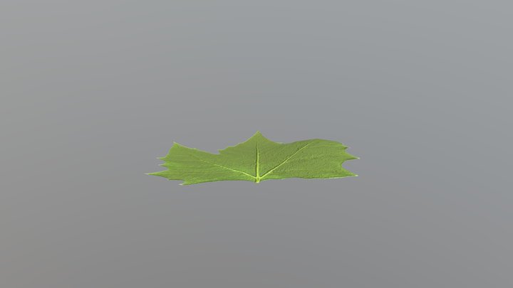 Ya 3D Model