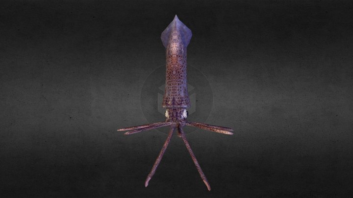Ink Squid 3D Model