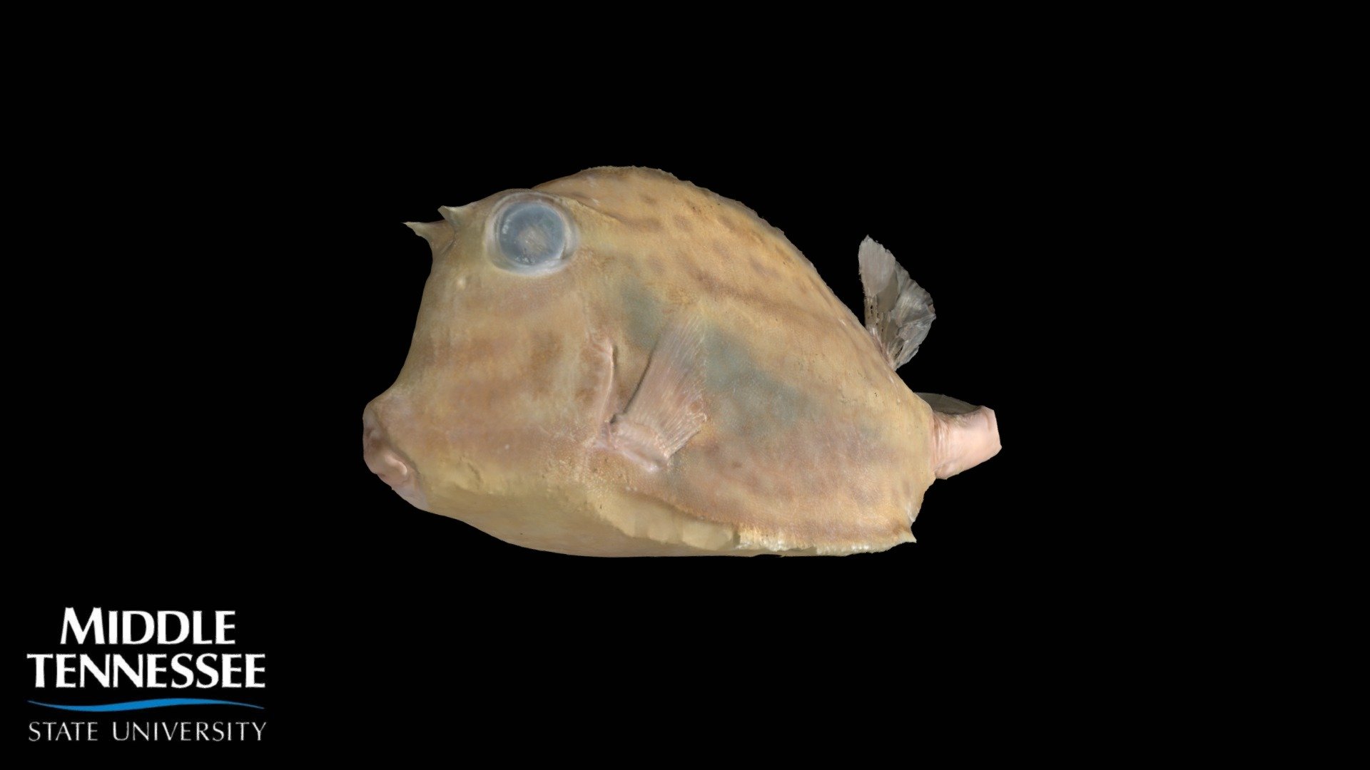 Scrawled Cowfish - Acanthostracion quadricornis