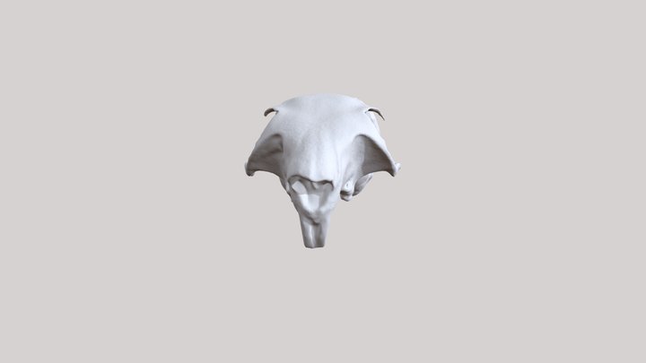 Red Squirrel (Sciurus Vulgaris) Skull 3D Model