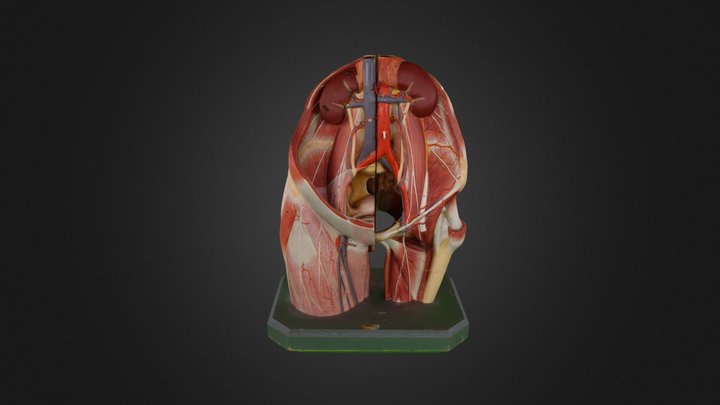 Female pelvis and retroperitoneum 3D Model