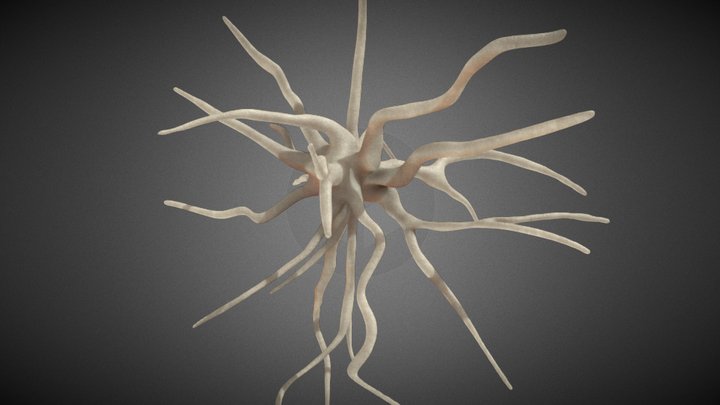 Astrocyte Model 3D Model