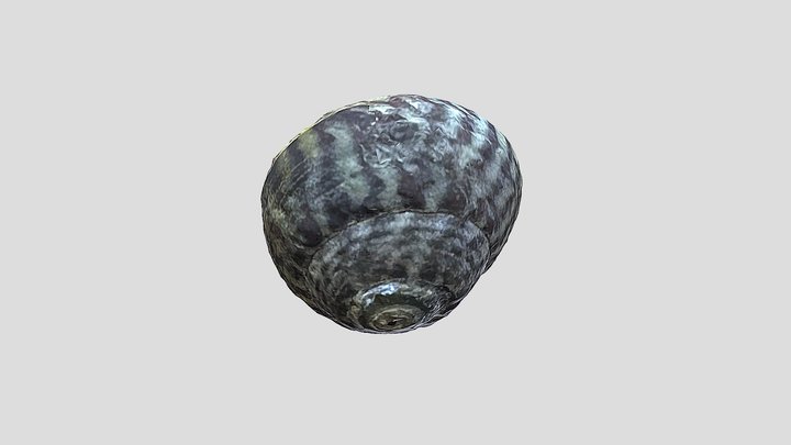 Purple topshell (Steromphala umbilicalis) 3D Model