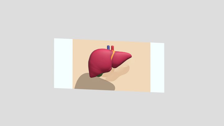 liver 3D 3D Model