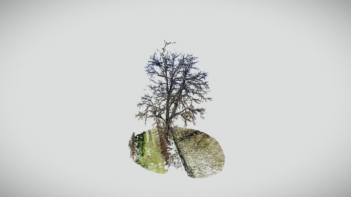 Tilia cordata 3D Model