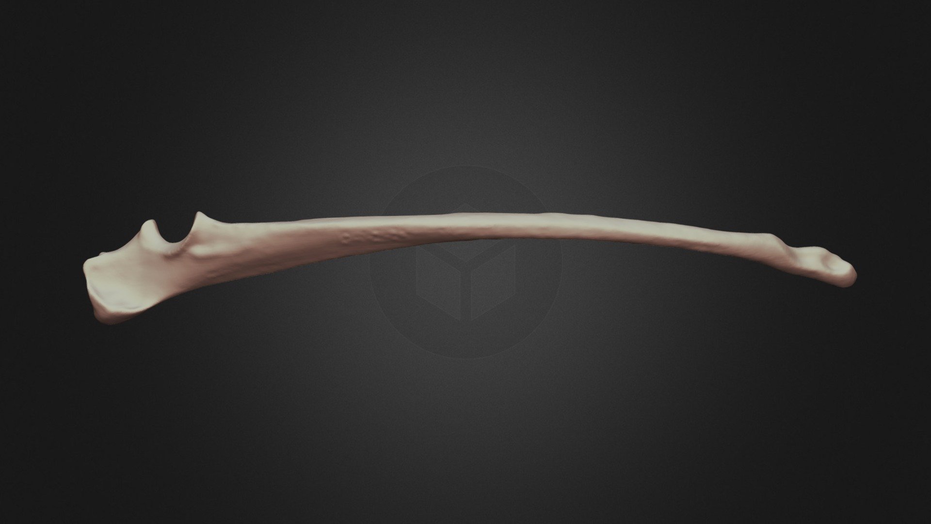 Coyote Left Ulna - 3D model by Lakehead Anthropology ...