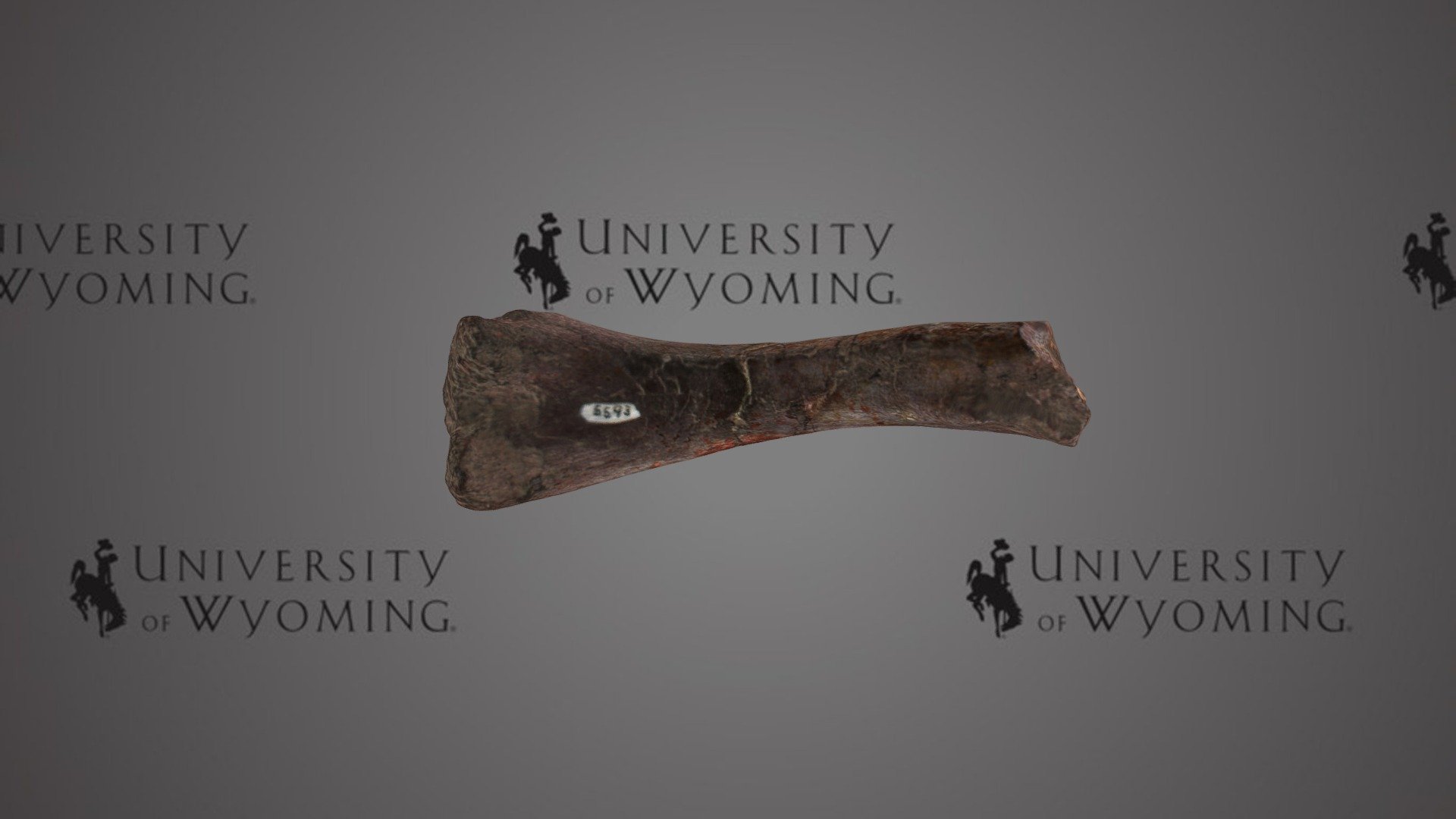 UW5593 - Phytosauridae, Humerus