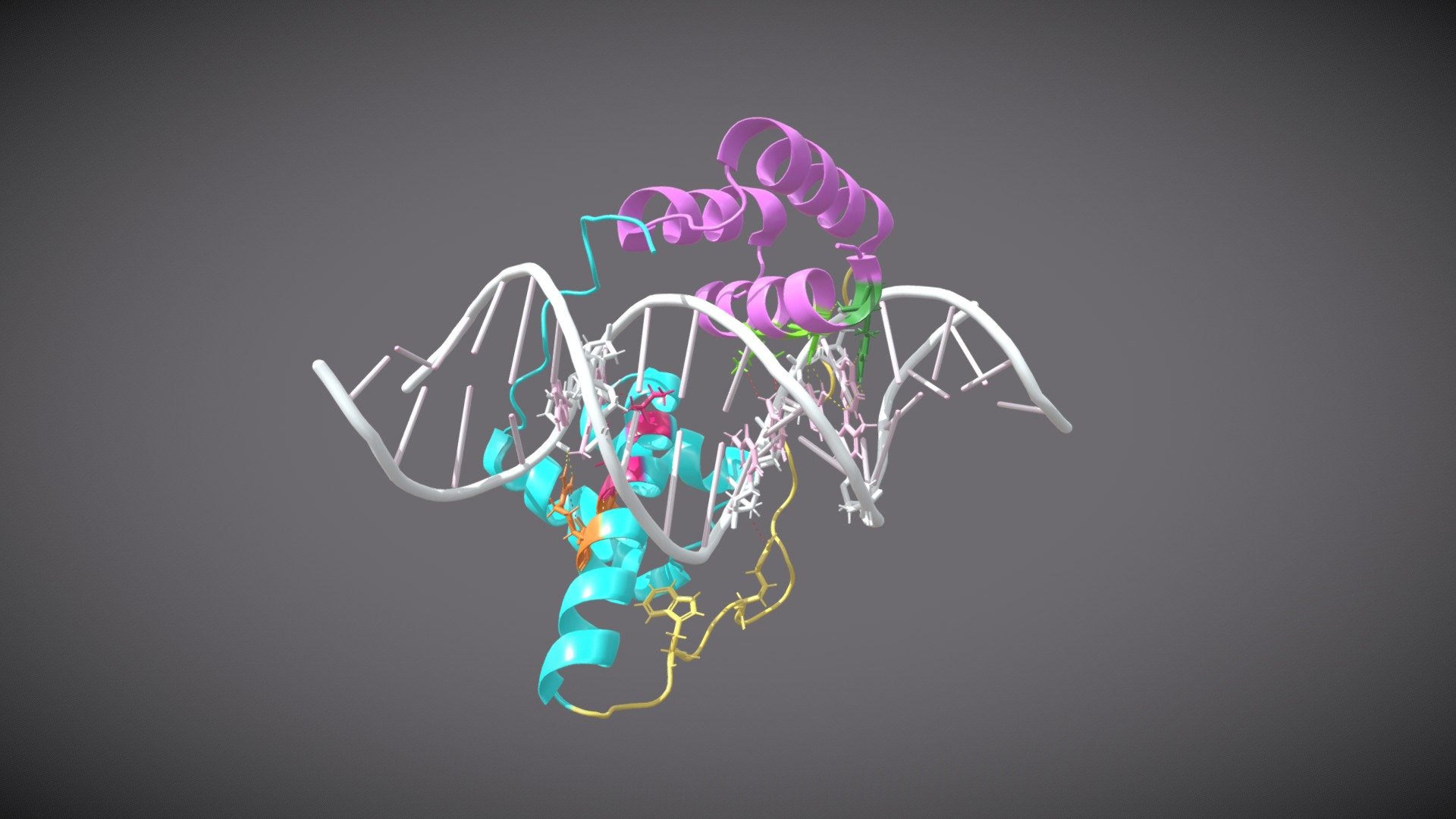 Interactions of the DUX4-DNA Complex - 3D model by stvrlight11 [8312693 ...