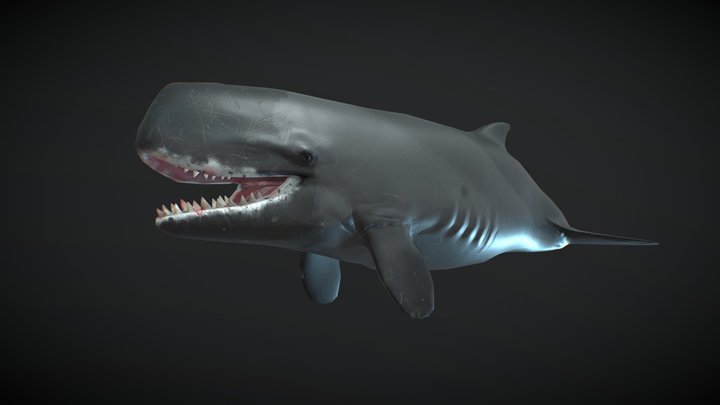Livyatan melvillei 3D Model