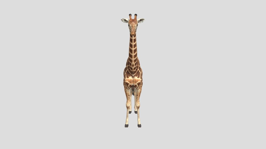 Giraffe Portrait