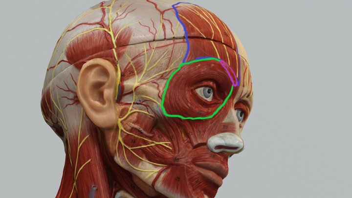 Model Temporal Branch of Facial Nerve 3D Model