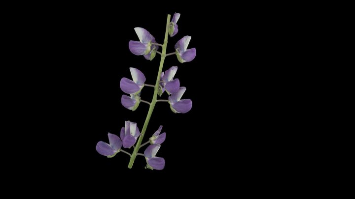 Lupinus polyphyllus (Large-leaved lupine) 3D Model