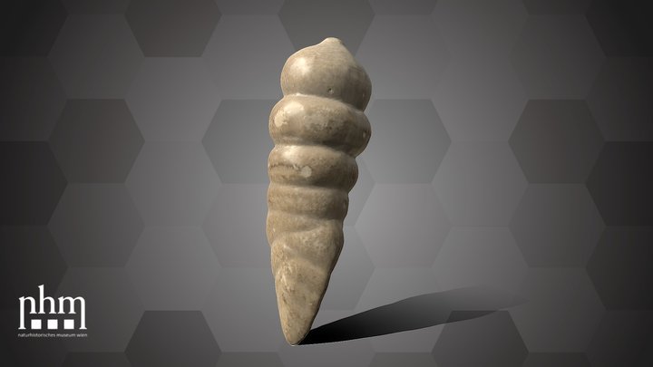 B. nodosaria Model (NHMW-GEO-2025/0095/0057) – Modello 3D gratuito STL
