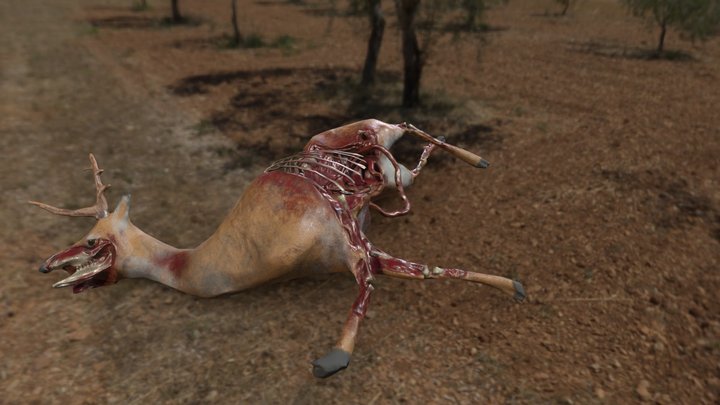deer dead body 3D Model