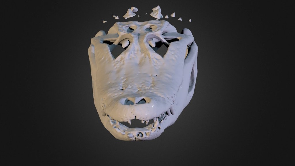 Alligator Head