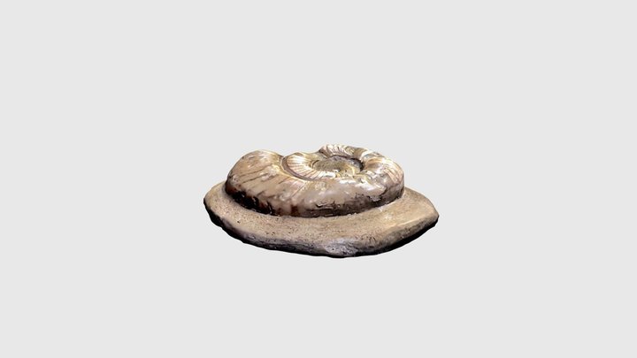 Discoceras in microbial mat 3D Model