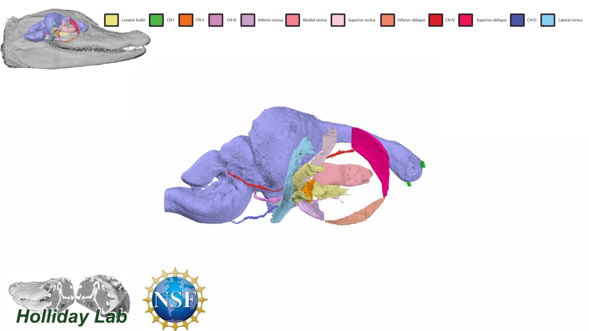 Yearling Alligator Extraocular Muscles