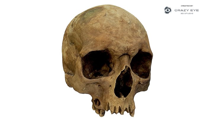 Scull of a french soldier 3D Model