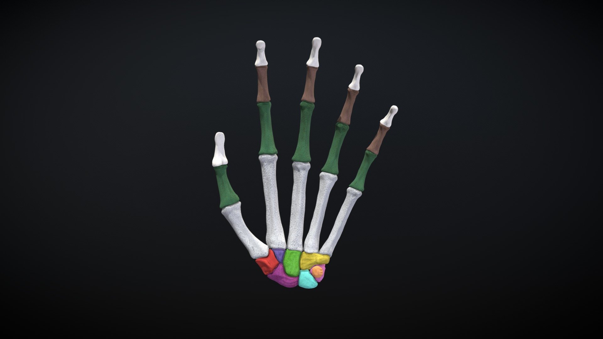 Spindles of the hand / Huesos de la mano - Download Free 3D model by ...