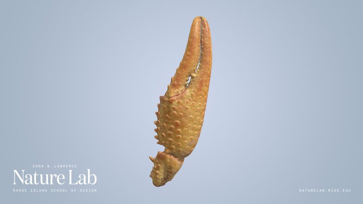 Crab Claw