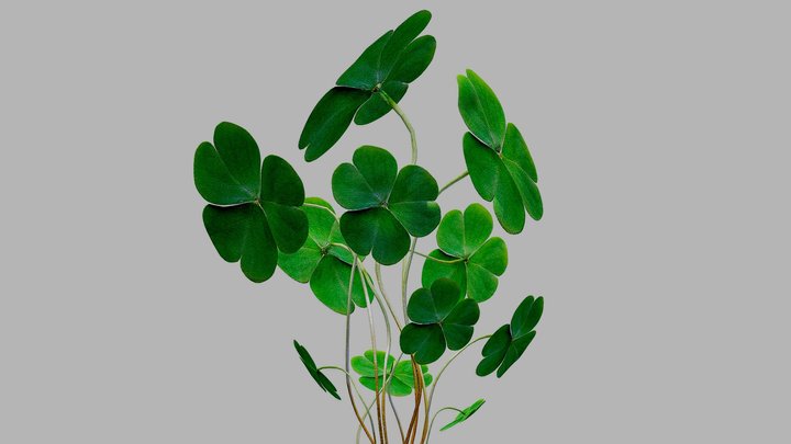 Clovers 3D Model