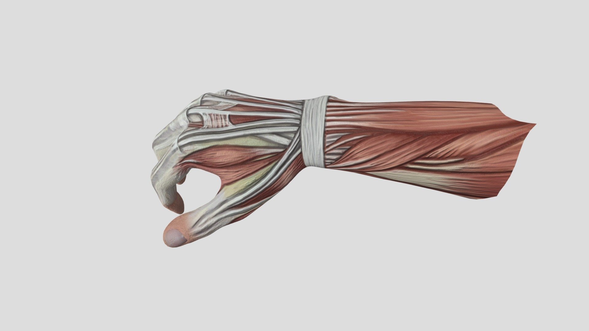 Animated-hand - 3D model by Holos [8341b24] - Sketchfab