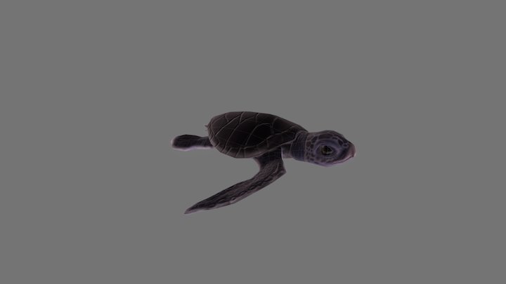 Baby Turtle 3D Model