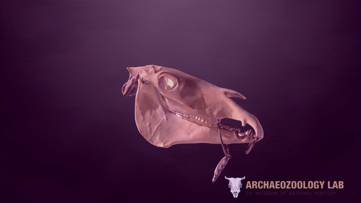 Caballo doméstico con broca 3D Model