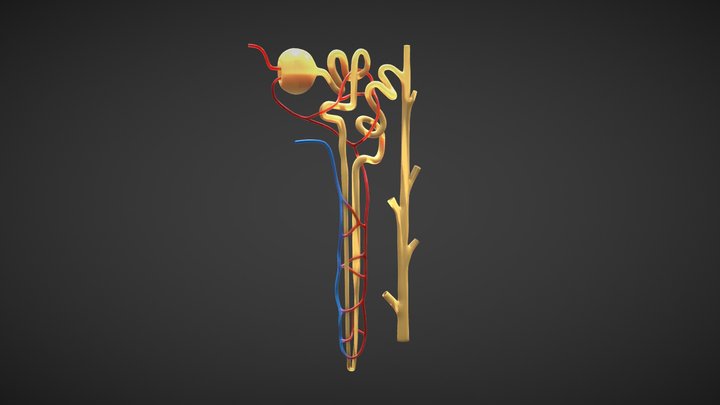 Kidney Nephron Structure Anatomy 3D Model