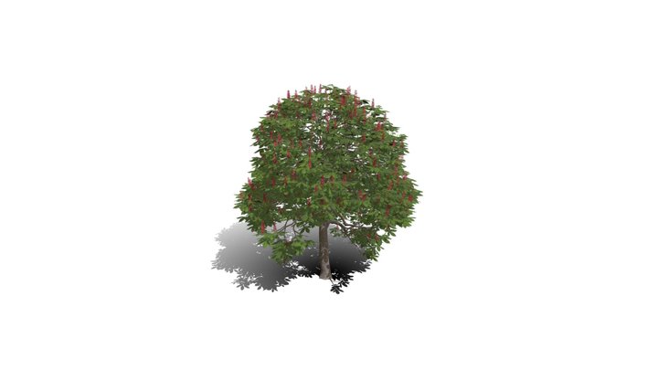 Realistic HD Red horse chestnut (2/30) 3D Model