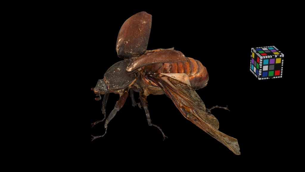 CC0 カブトムシ ♀ 飛翔 Japanese Rhinoceros Beetle