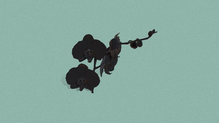 orchid-flower 3D Model