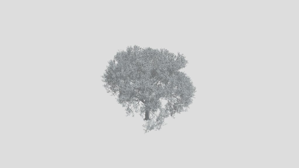 Olive Tree Adult