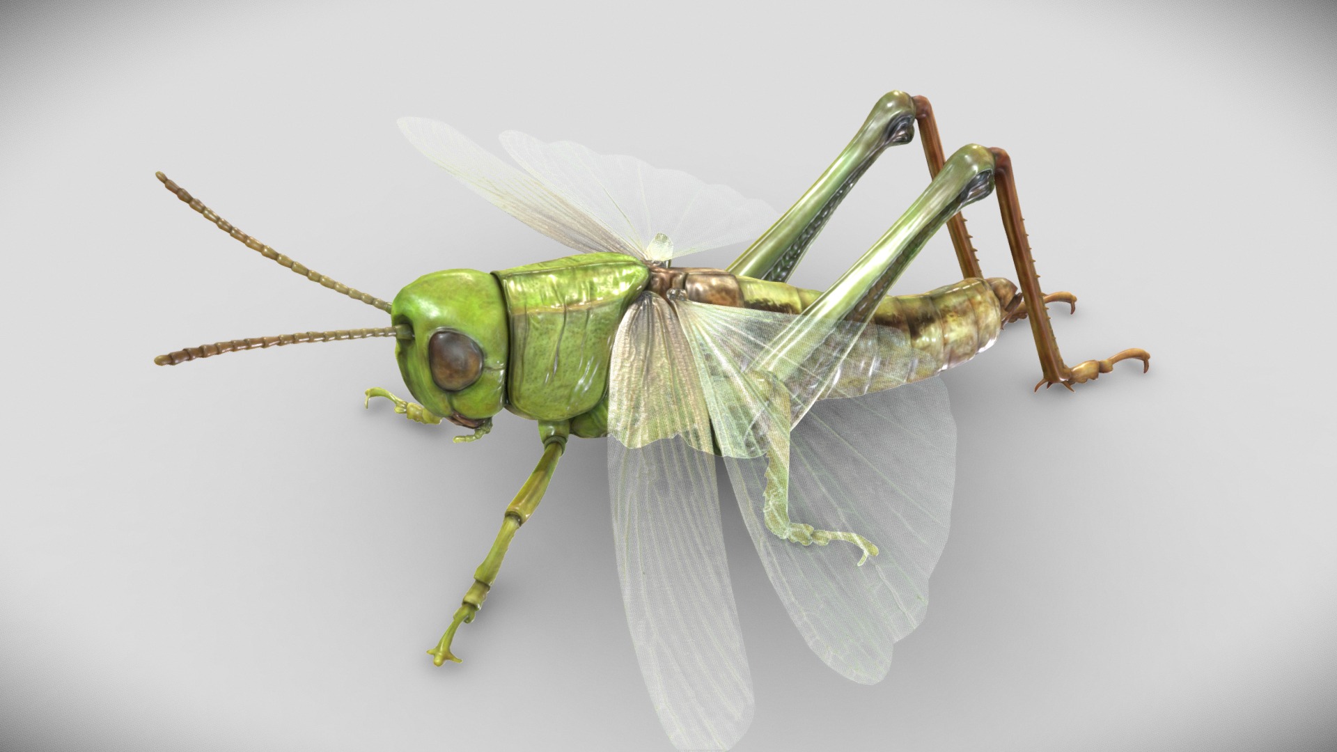 3D model Grasshopper - This is a 3D model of the Grasshopper. The 3D model is about a green insect with wings.