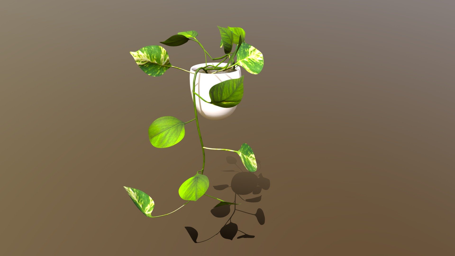Indoor plant /// Epipremnum 'Aureum' in pot
