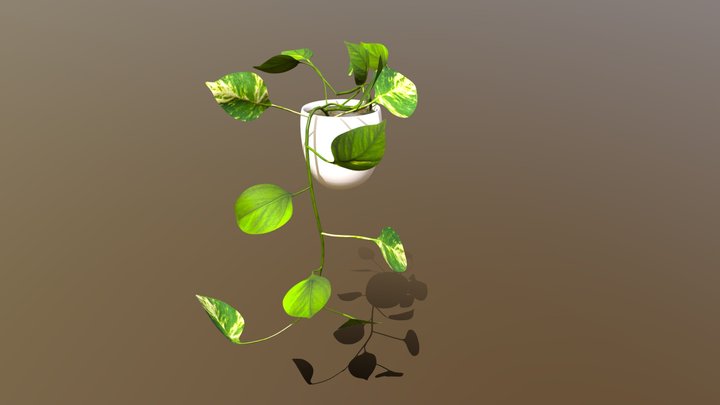 Indoor plant /// Epipremnum 'Aureum' in pot 3D Model
