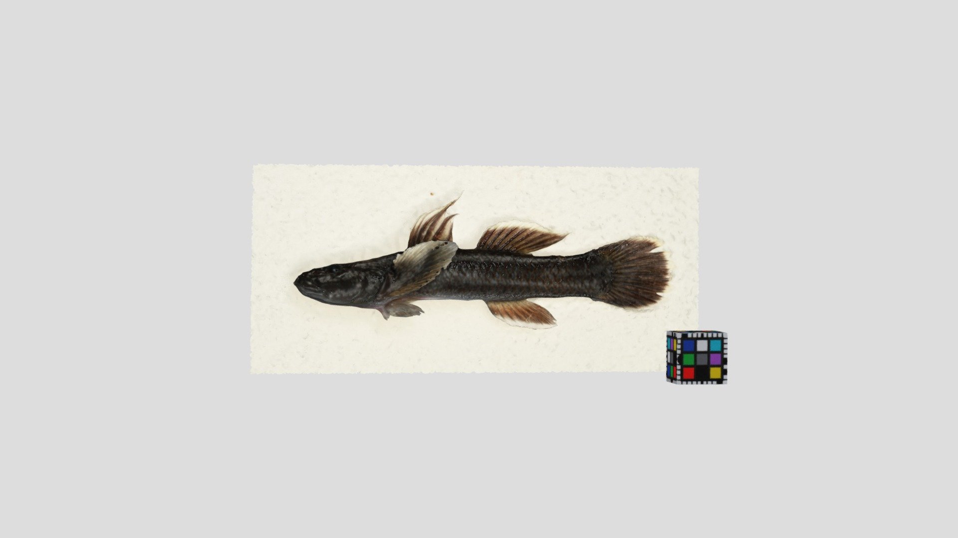 ルリヨシノボリ Rhinogobius mizunoi