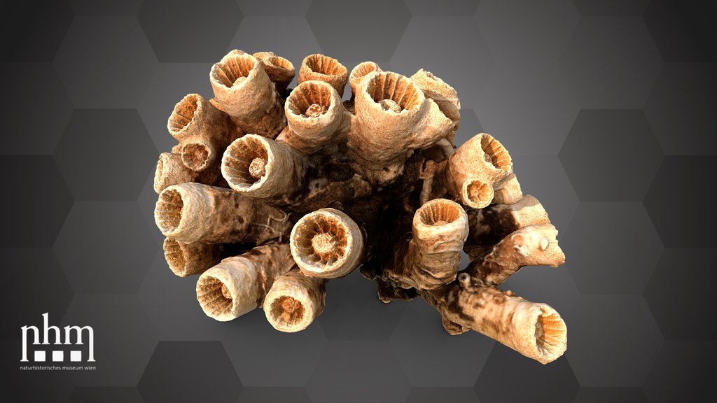 Stony coral (NHMW-ZOO-EV-0016557)